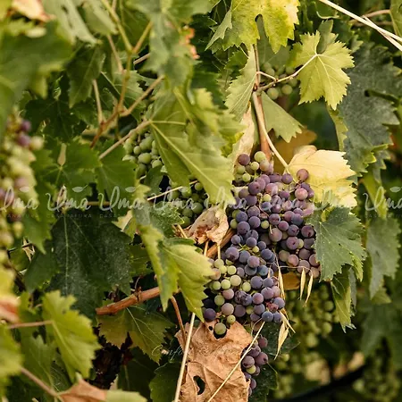 Οργανωμένο κάμπινγκ Glamping Uma Casanatura Cellino Attanasio